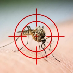 Làm Thế Nào Để Loại Bỏ Muỗi Trong Sân Nhà Bạn