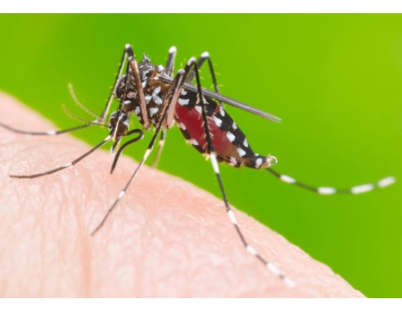 Dịch Vụ Phun Thuốc Muỗi Hiệu Quả An Toàn Tại Nhà ( Bảng giá 08/2023)