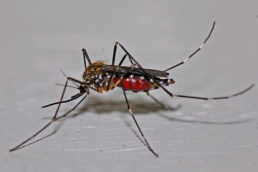 Muỗi vằn truyền bệnh nguy hiểm
